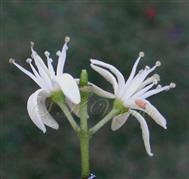  Flowers in cyme
